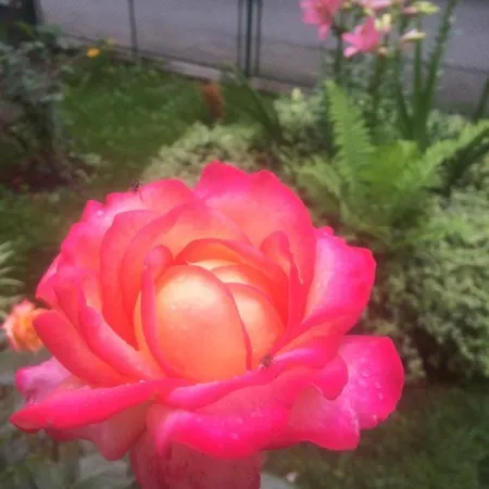 Nasco * Golden Sands