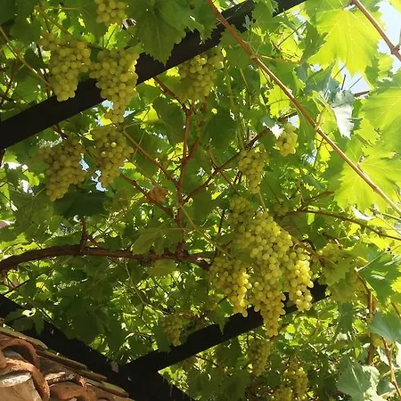 Guest house Nasco Golden Sands