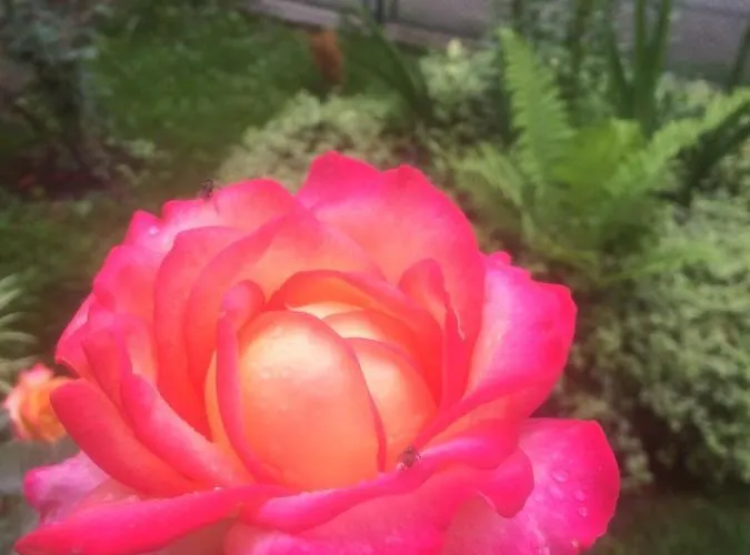 Nasco * Golden Sands